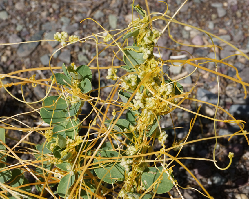 Изображение особи Cuscuta campestris.