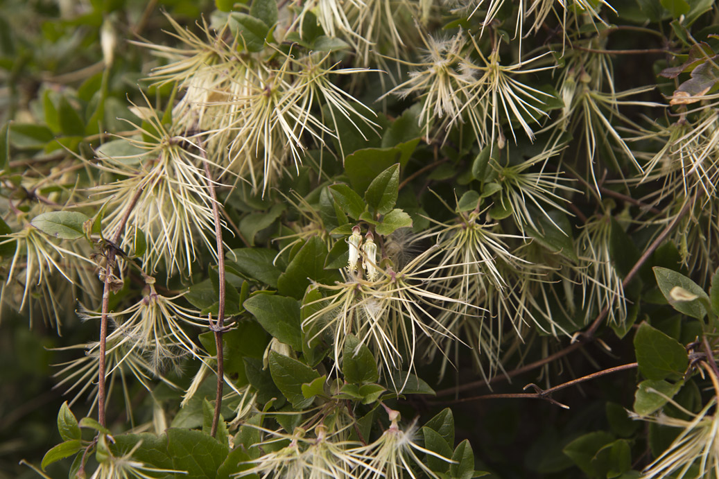 Изображение особи Clematis cirrhosa.