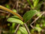 Cerastium holosteoides. Часть стебля с листьями. Новгородская обл., Боровичский р-н, к с.-з. от г. Боровичи, вырубка. 31.05.2015.