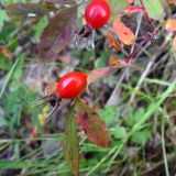 Rosa cinnamomea. Верхушка побега с плодами. Челябинская обл., окр. г. Челябинск, Золотая горка, берёзовый лес. 21.08.2015.