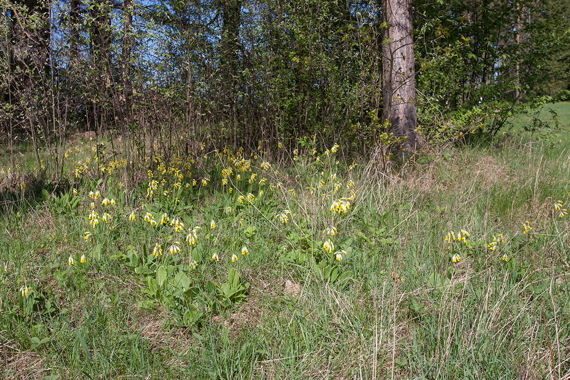 Изображение особи Primula veris.