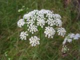 Pimpinella saxifraga