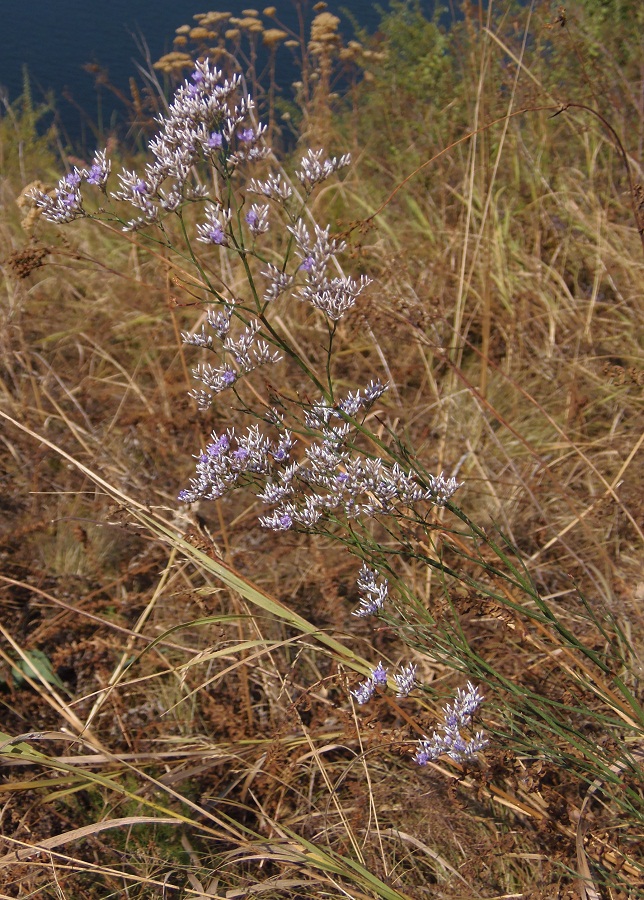 Изображение особи Limonium bungei.