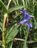 Vinca herbacea. Средняя часть цветущего побега. Украина, Запорожская обл., Запорожский р-н, Малоекатериновское охотничье-рыболовное хозяйство, степь. 17.04.2016.