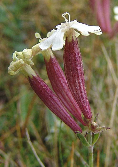 Изображение особи Silene caucasica.