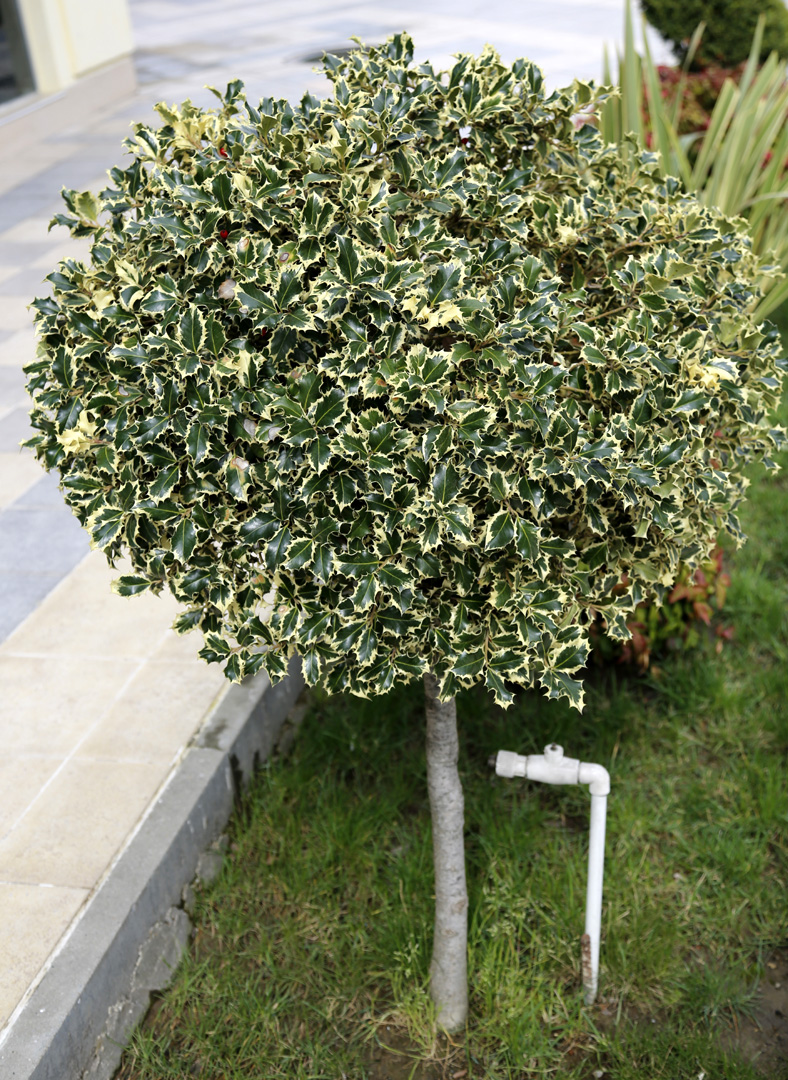 Изображение особи Ilex aquifolium.