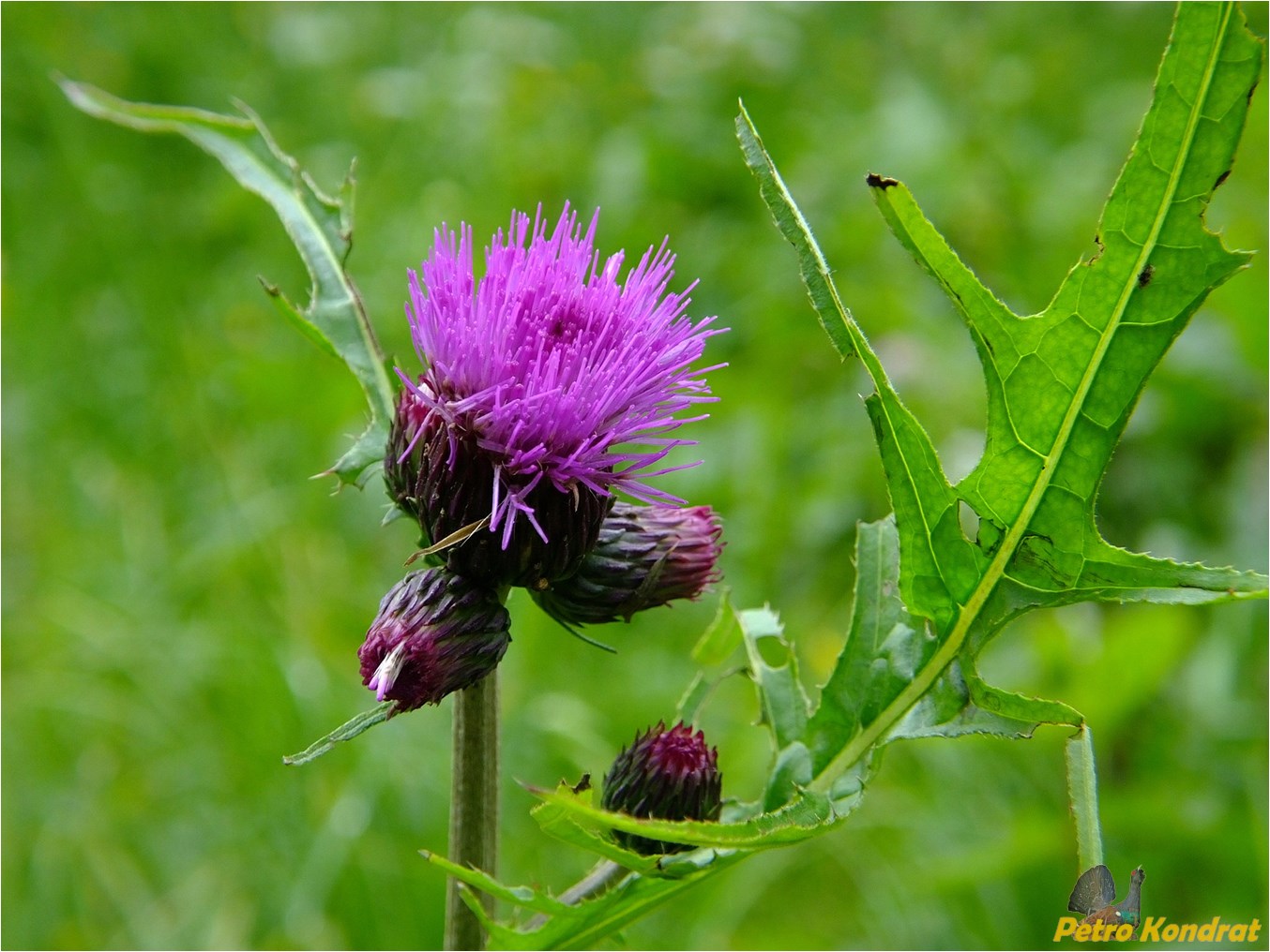 Изображение особи Cirsium rivulare.