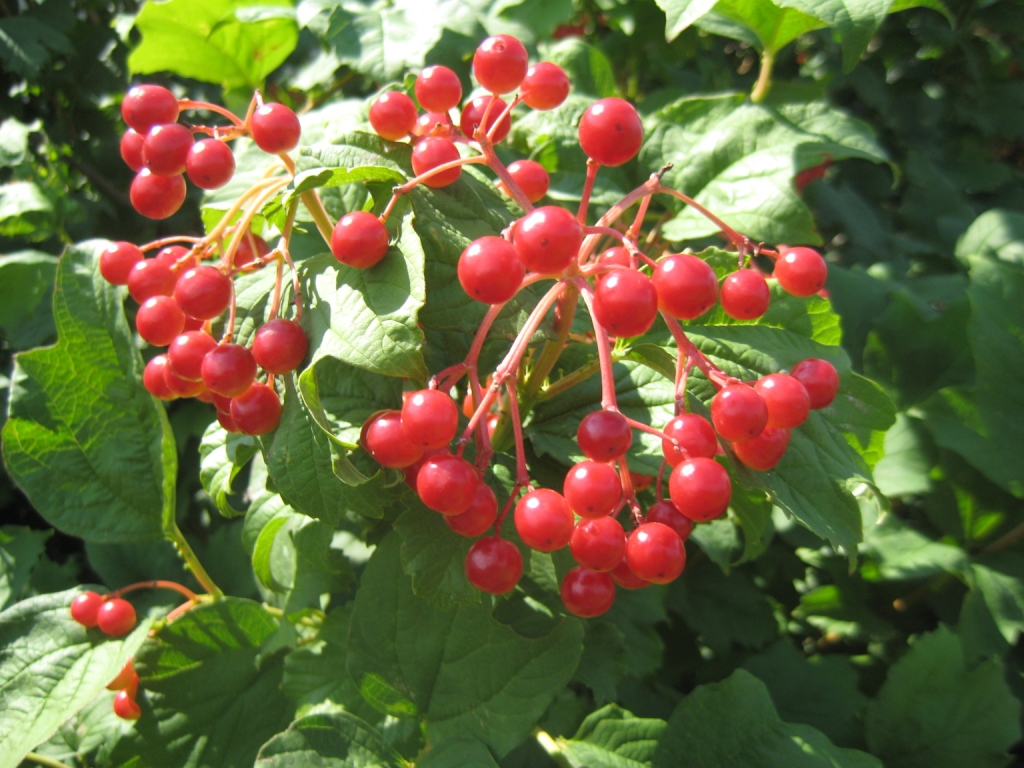 Изображение особи Viburnum opulus.