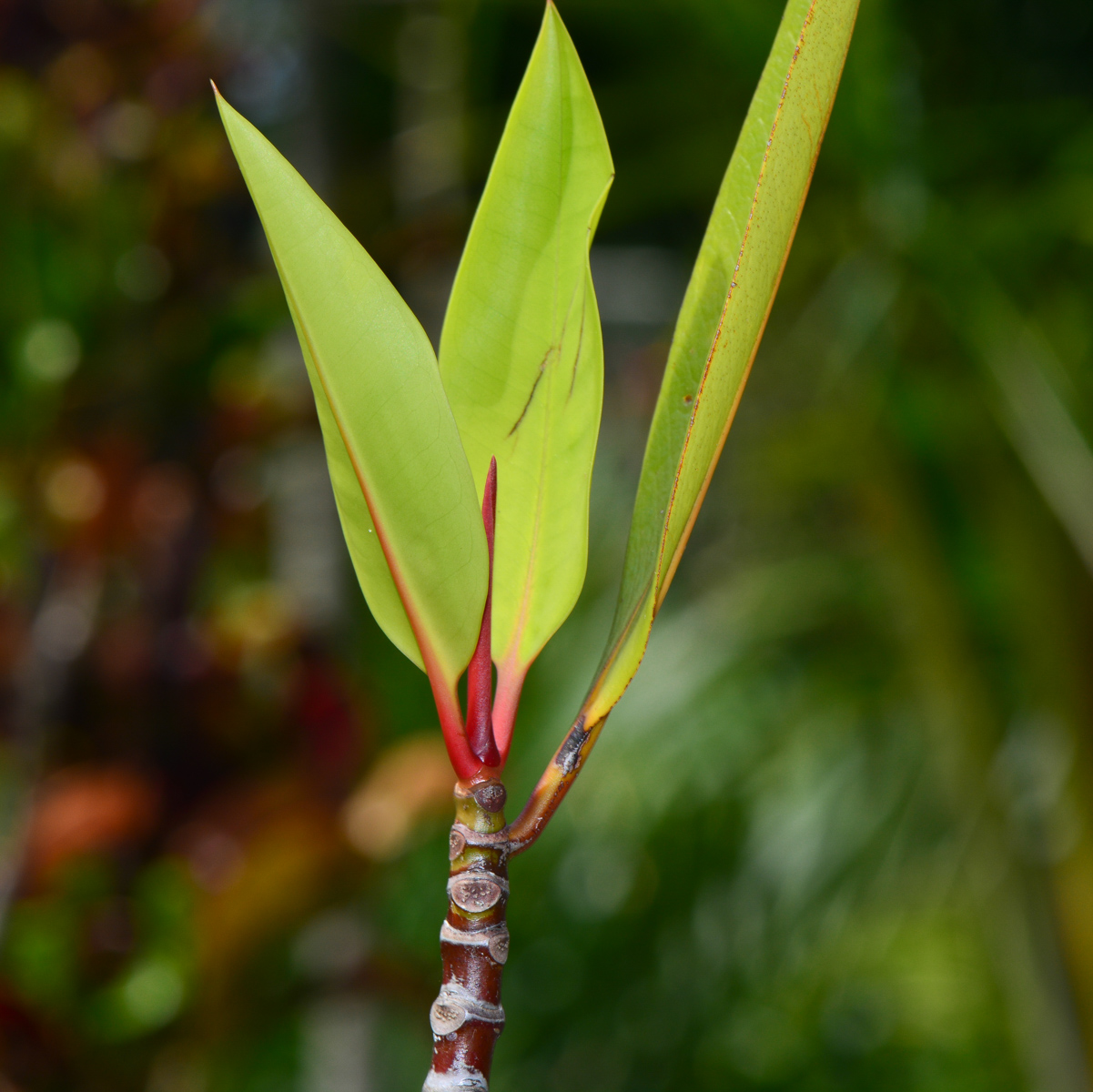 Изображение особи Rhizophora apiculata.