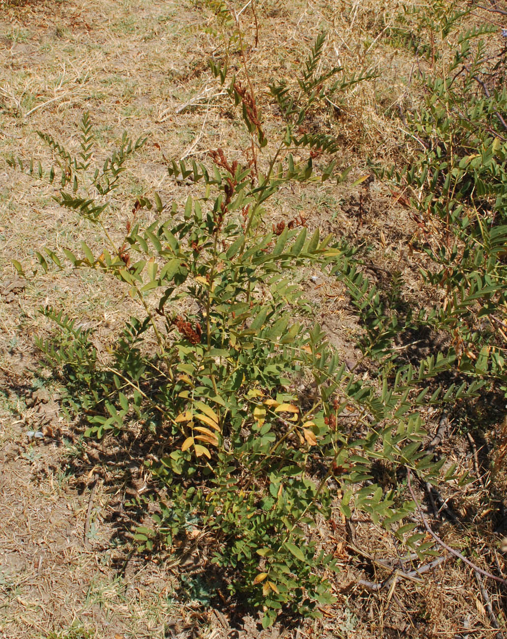 Image of Glycyrrhiza nadezhinae specimen.