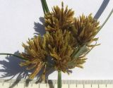 Cyperus glomeratus