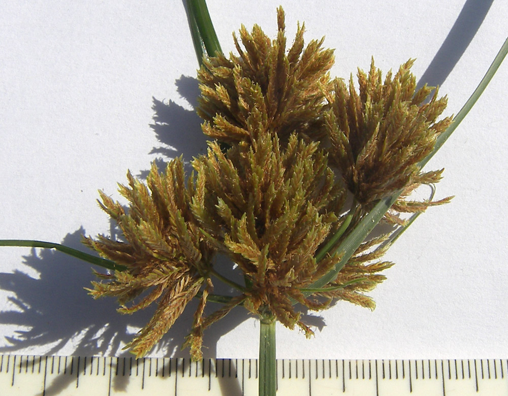 Image of Cyperus glomeratus specimen.