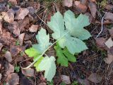 Heracleum sibiricum. Лист (нижняя сторона). Свердловская обл., окр. г. Североуральск, обочина дороги под ЛЭП. 15.10.2017.