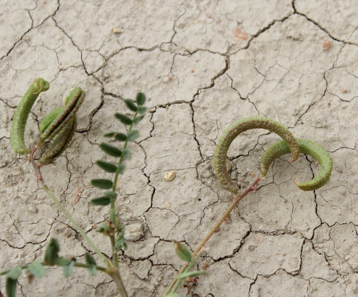 Изображение особи Astragalus corrugatus.