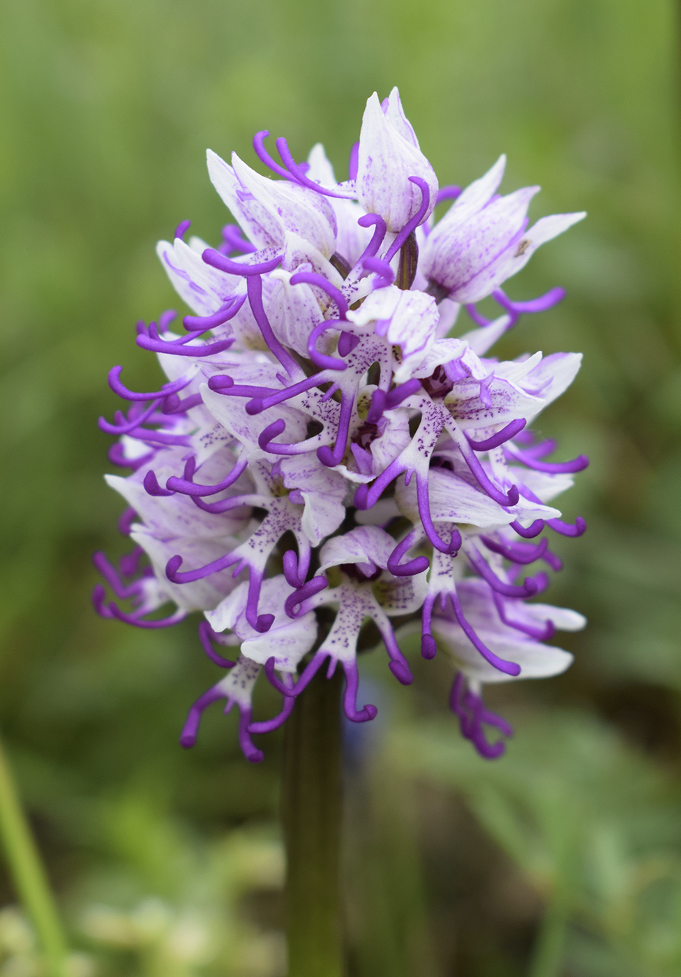 Image of Orchis simia specimen.