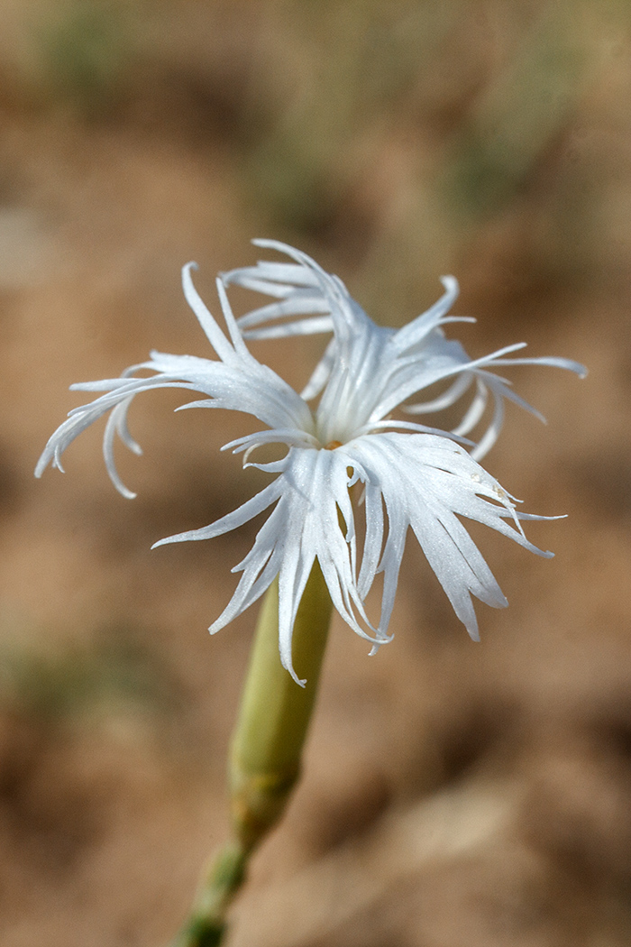 Изображение особи Dianthus squarrosus.