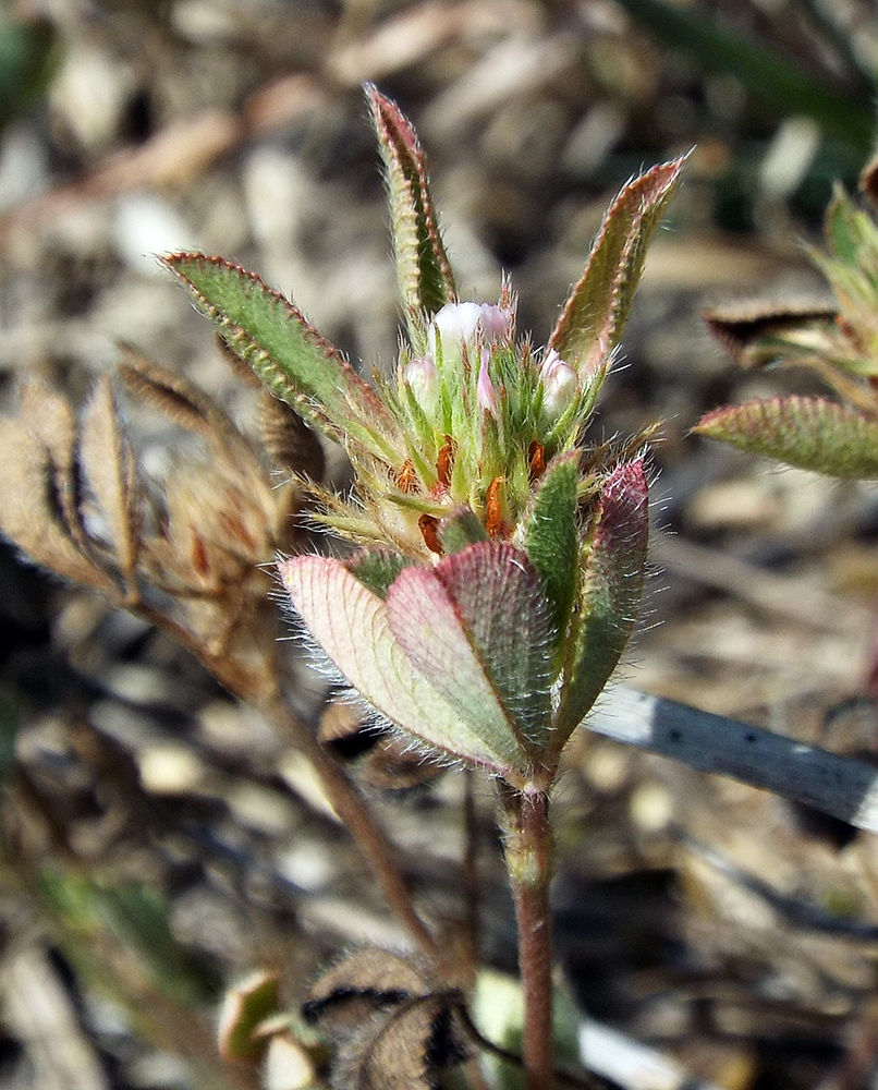 Изображение особи Trifolium scabrum.