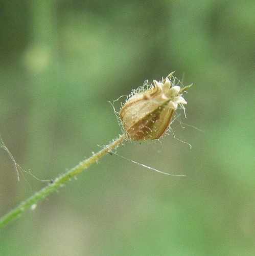 Изображение особи Arenaria uralensis.