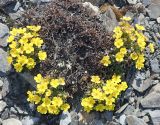 Potentilla pulviniformis