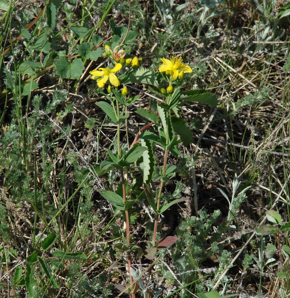 Image of Hypericum attenuatum specimen.