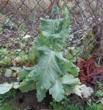 Papaver somniferum