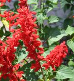 Salvia splendens. Соцветия. Казахстан, Восточно-Казахстанская обл., г. Усть-Каменогорск, клумба в парке, в культуре. 30.07.2012.