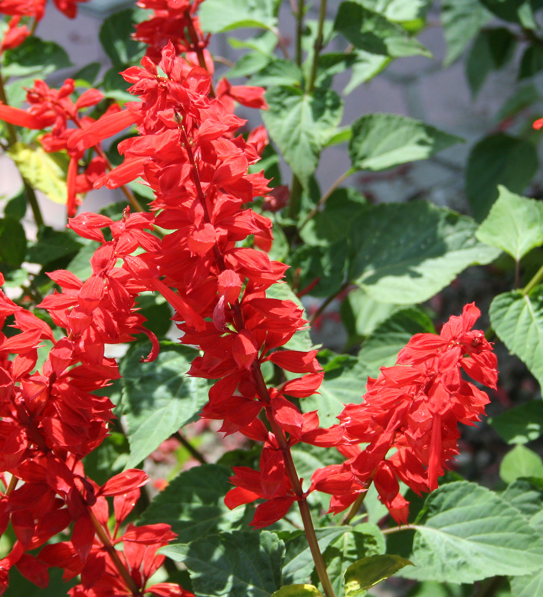 Изображение особи Salvia splendens.