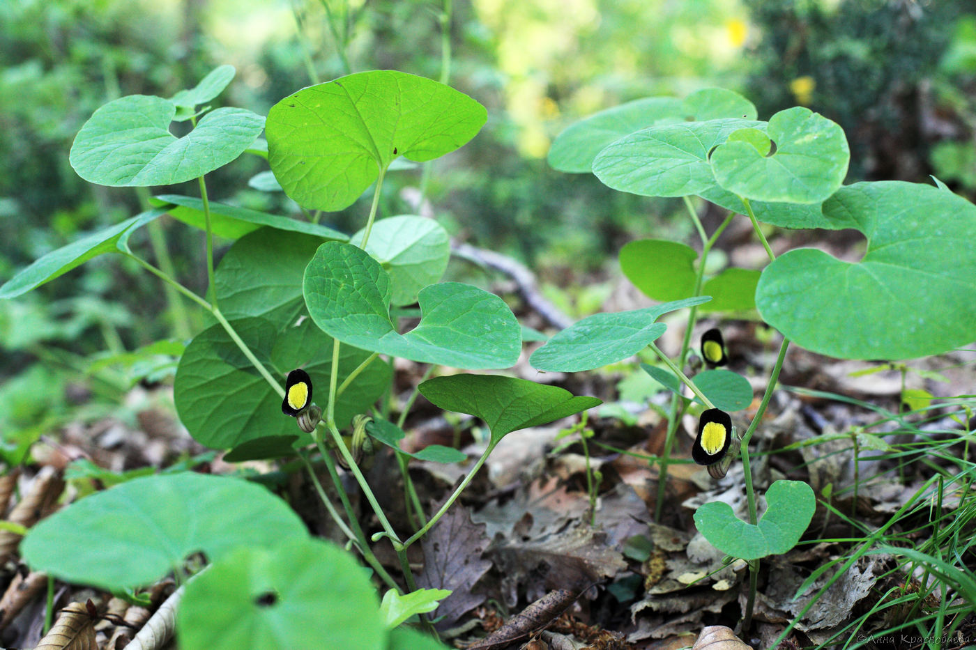 Изображение особи Aristolochia steupii.