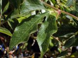 Passiflora edulis