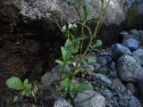 Cardamine regeliana