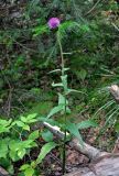 Cirsium heterophyllum