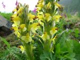 Pedicularis oederi