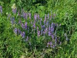 Vicia tenuifolia. Цветущие растения. Воронежская обл., Лискинский р-н, гора Шатрище, луг. 02.06.2019.