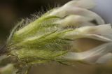 Astragalus dolichophyllus