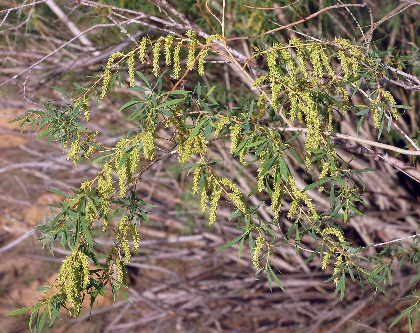 Изображение особи Salix caspica.