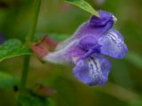 Scutellaria galericulata