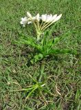 Crinum macowanii