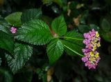 Lantana camara. Верхушка побега с соцветиями. Краснодарский край, МО город-курорт Сочи, Адлерский р-н, м-н Адлер, окр. устья р. Мзымта. 6 октября 2019 г.