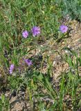 Geranium tuberosum