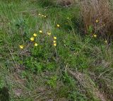 Ranunculus meyerianus