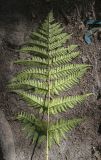 Dryopteris expansa. Спороносящая вайя (абаксиальная поверхность). Пермский край, г. Пермь, Кировский р-н, ООПТ \"Сосновый бор\", смешанный лес. 24.08.2023.