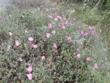 Cistus tauricus