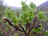 Salix lanata. Ветвь. Северный Урал, хр. Кваркуш, горное плато. 12.06.2010.