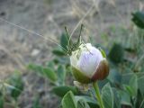 Capparis herbacea