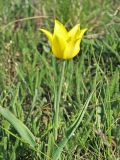 Tulipa suaveolens