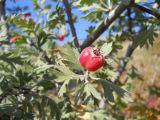 Crataegus orientalis. Часть ветви с плодом. Крым, гора Чатырдаг, южный склон. 29 сентября 2012 г.