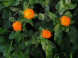 Calendula officinalis