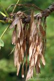 Fraxinus excelsior