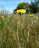 Crepis rhoeadifolia