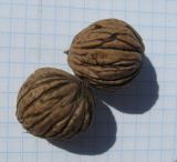 Juglans microcarpa